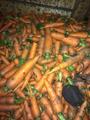 Морковь мытая, лом на переработку или корм